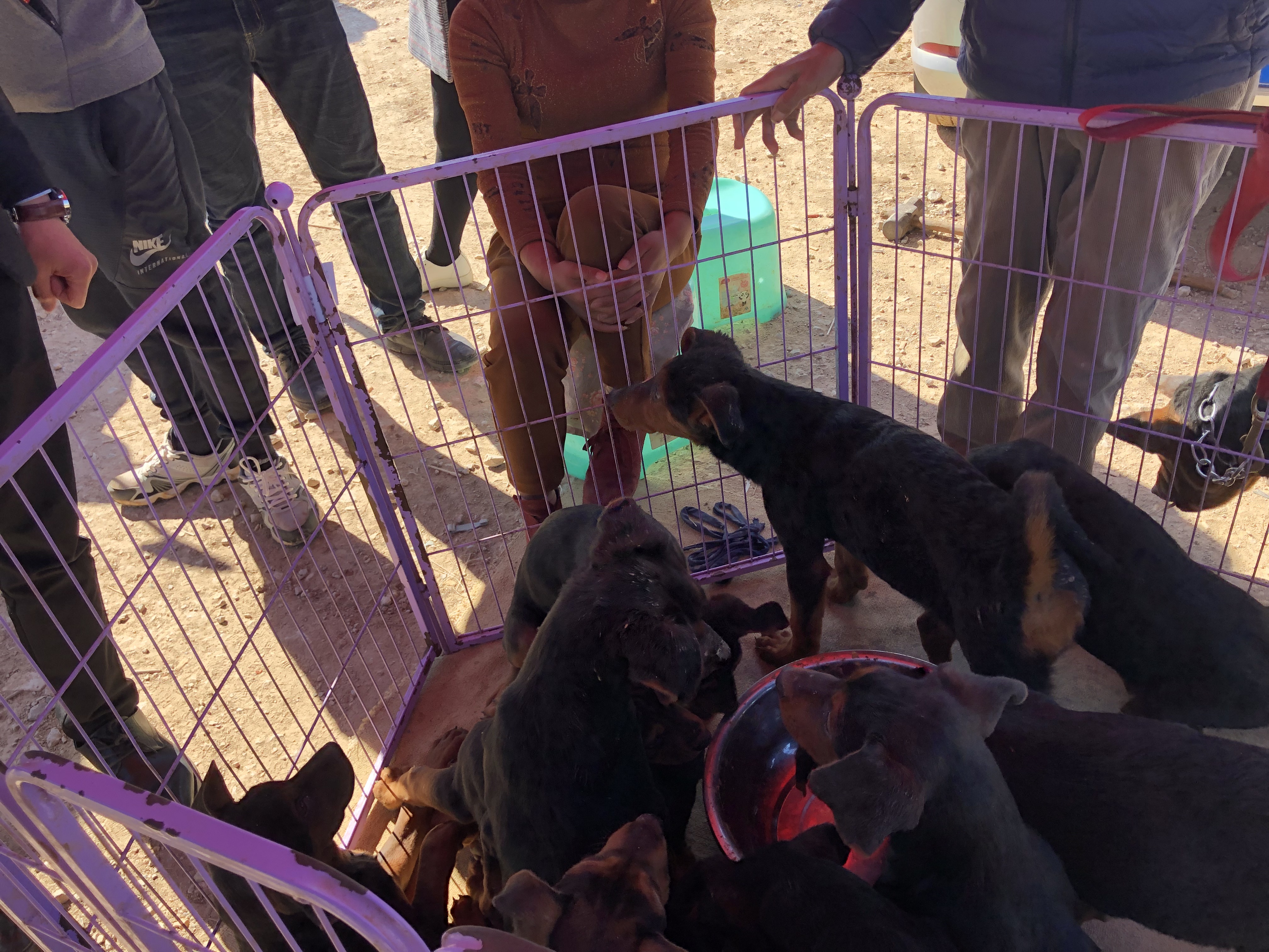 所有狗市卖巨型莱州红犬视频,狗市上的莱州红犬