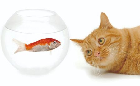 为什么萌新的世界进不去,为什么萌新世界那么难进