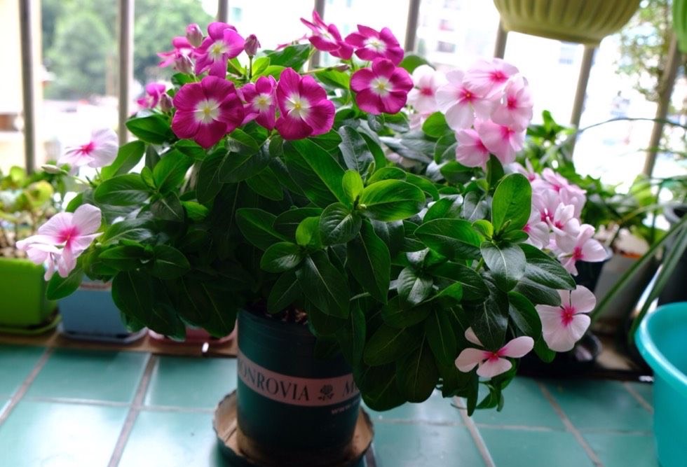 养长春花注意几点细节全年开花,长春花花期需要施肥吗施什么肥好