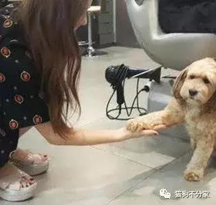 狗狗发情期应该照顾小窍门,快来看看吧