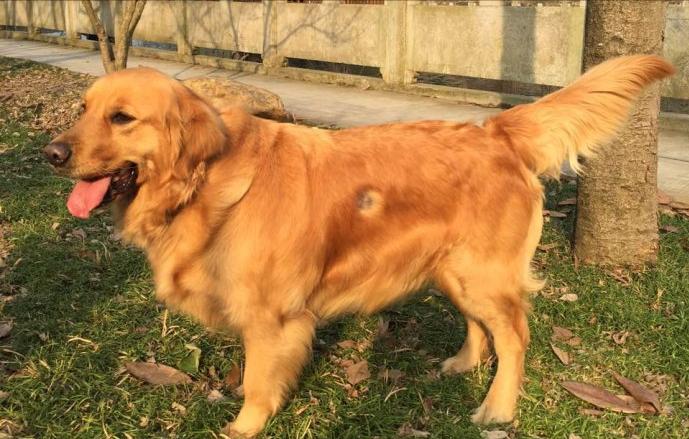 金毛如何分辨是纯种还是混种,怎样辨别纯种金毛和普通金毛