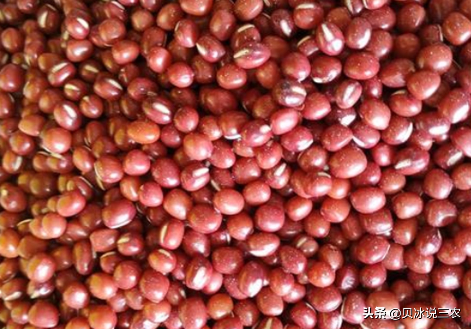 红小豆什么时候种生长期多少天,红小豆种植技术和方法