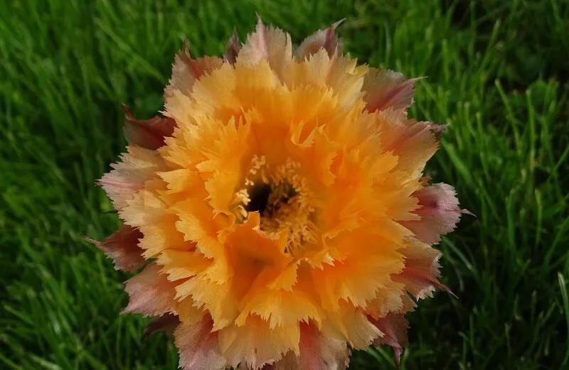 100种仙人球花图片,100种仙人球的品种视频