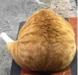 中国猫的雅称,猫生百态包括什么