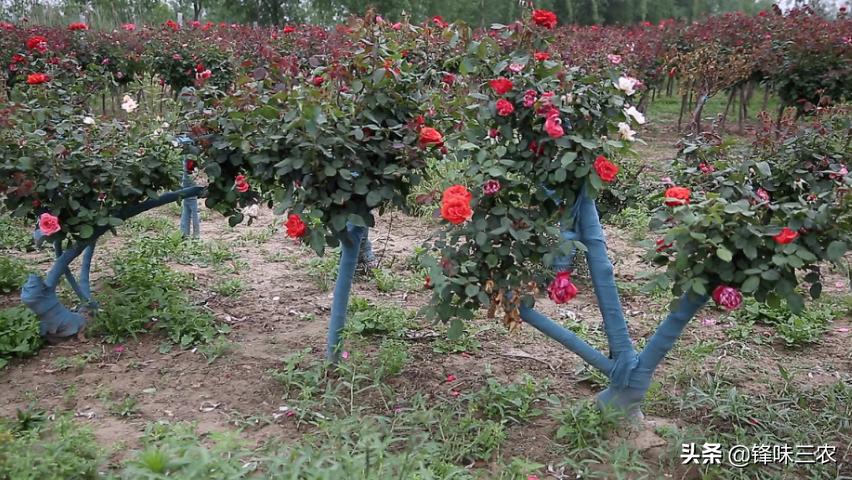 济南树状月季基地,济南藤本月季种植基地
