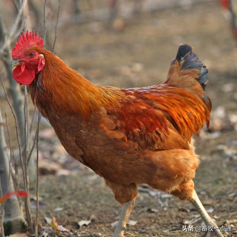 肉鸡滴虫病,肉鸡梭菌怎么预防