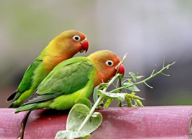 对“啥都吃”的牡丹鹦鹉,可别乱喂,辣椒、巧克力这是鸟能吃的吗
