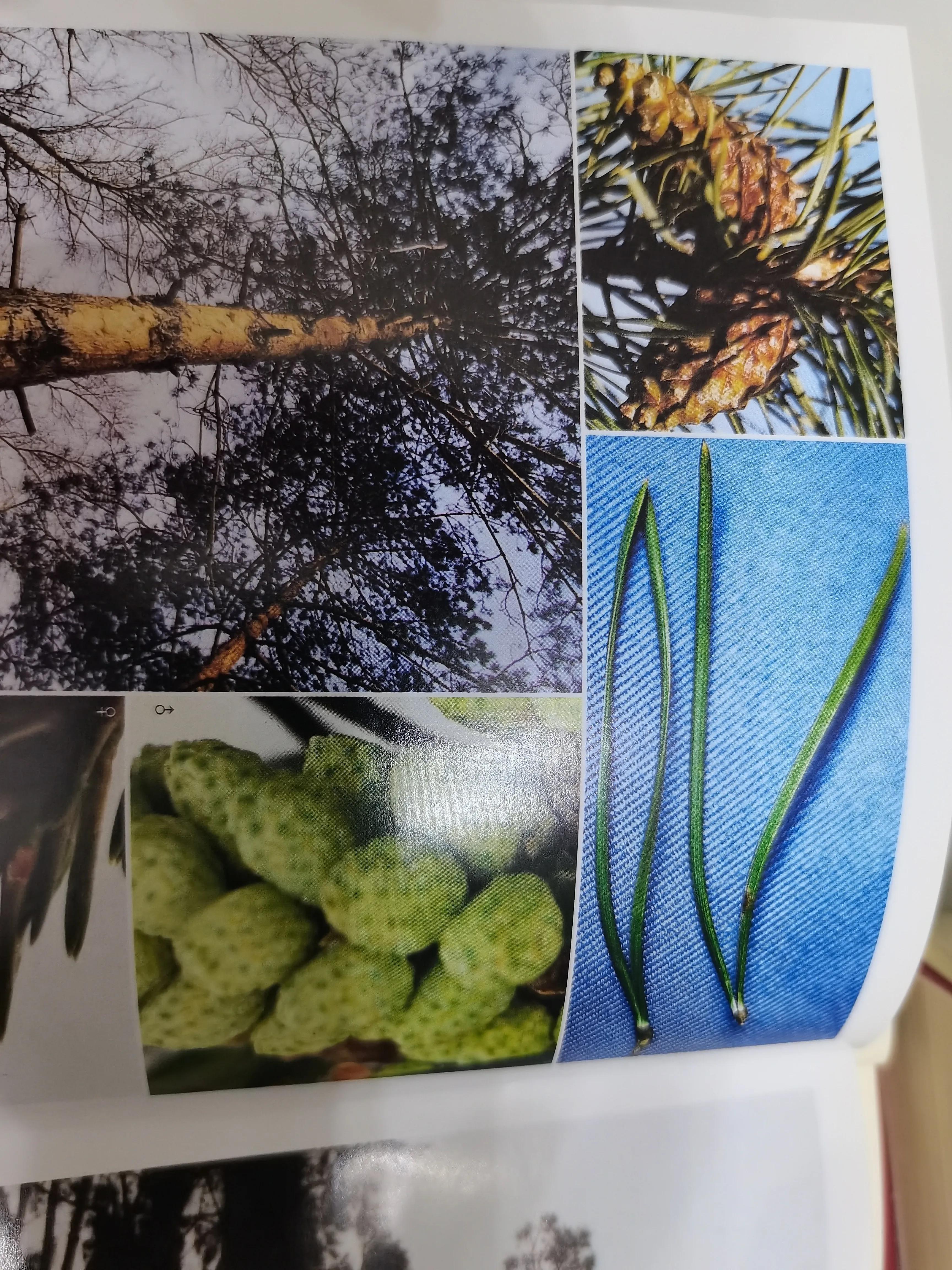 大兴安岭的樟子松,樟子松是什么树种