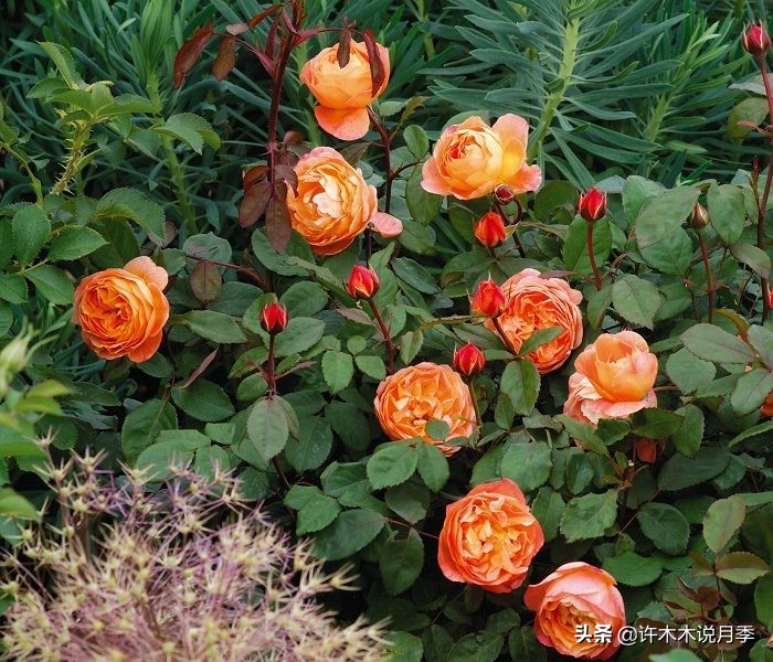 奥斯汀月季最佳品种,奥斯汀月季最好的品种