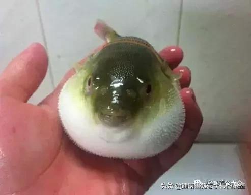 宠物鱼推荐小型的鱼,哪种宠物鱼最可爱