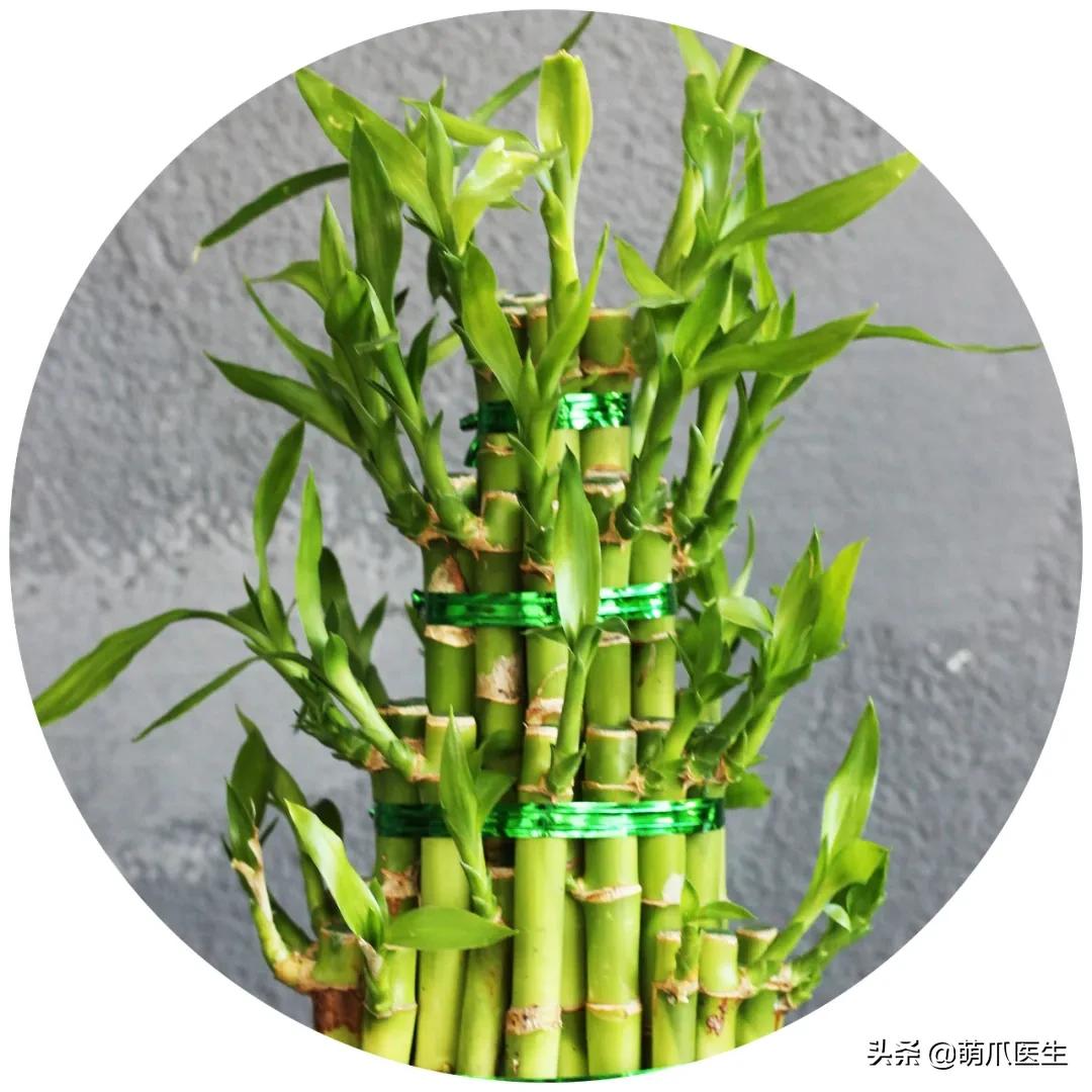 家有萌猫，千万别养这些花草！！