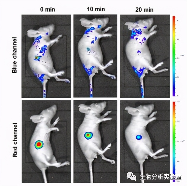 JACS：ICT-FRET集成平台用于实时监测癌细胞和肿瘤模型中SO2代谢