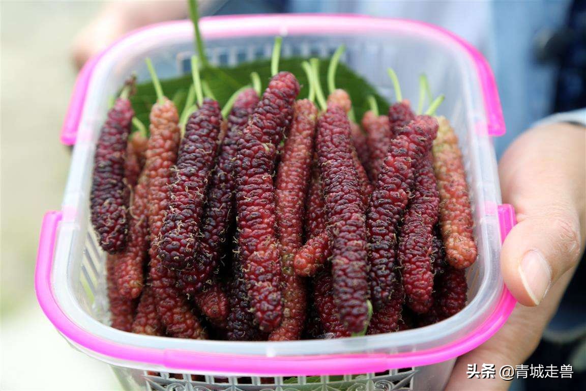 开春适合吃什么蔬菜和水果,开春了见到这5种水果别手软