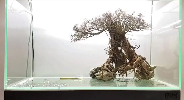 莫斯树到底好不好,莫斯树是什么