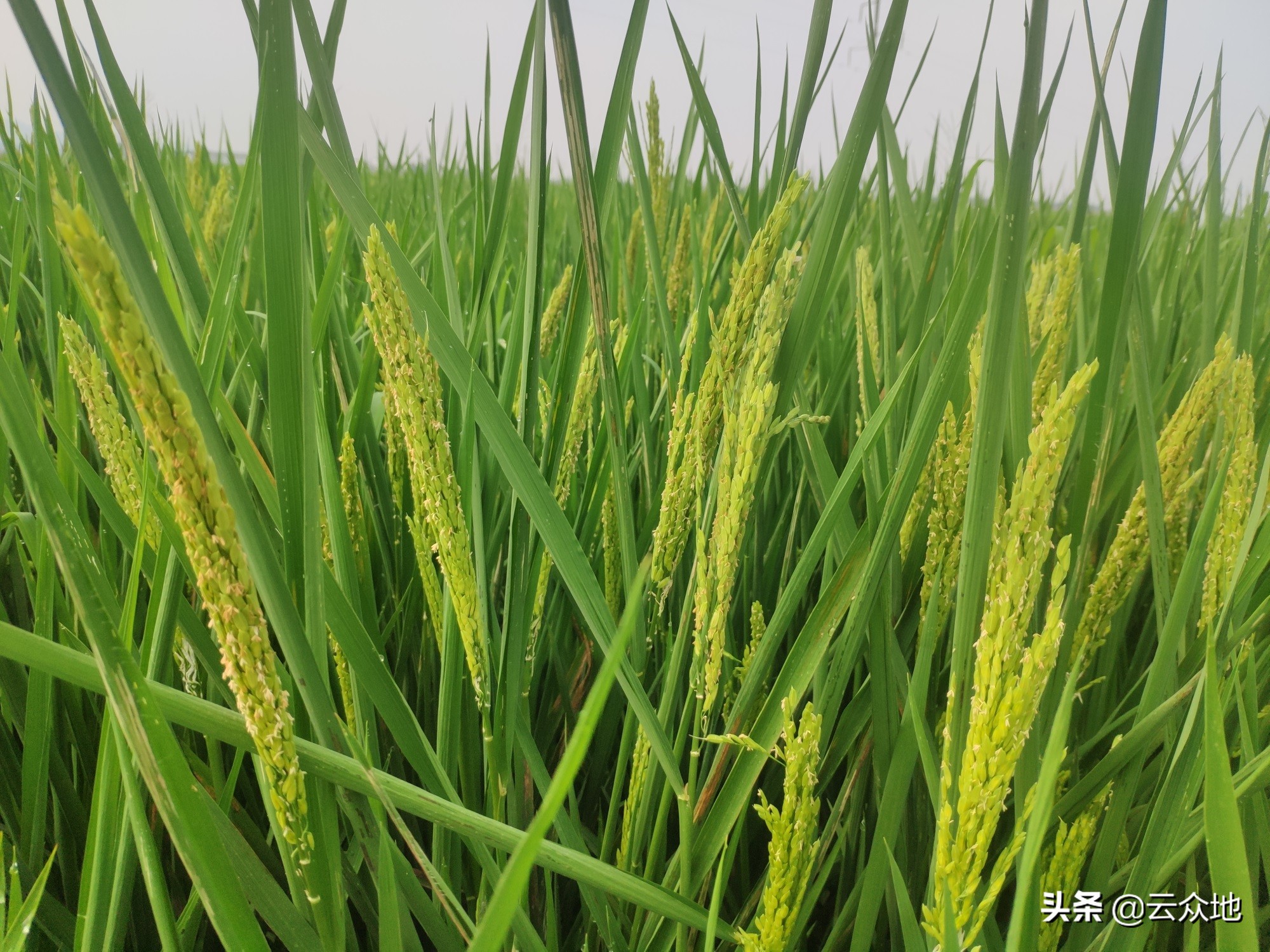 水稻倒伏怎么办,水稻后期怎么控倒伏