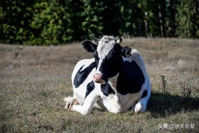 债券基金操作策略,债券基金踩雷一天最多跌多少