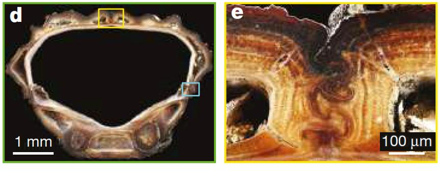 这种小虫凭借“头铁”登上《自然》，汽车都压不死它