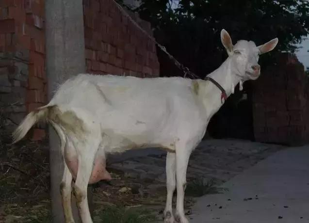 奶质最好的奶山羊品种有哪些,世界奶山羊优秀品种介绍