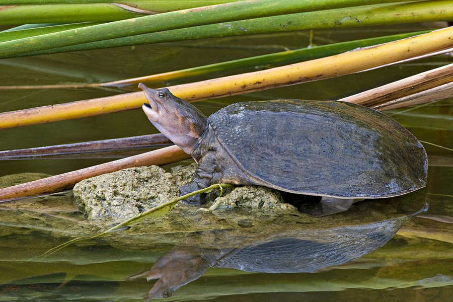 温棚甲鱼养殖需要注意什么,养殖甲鱼需要增氧吗
