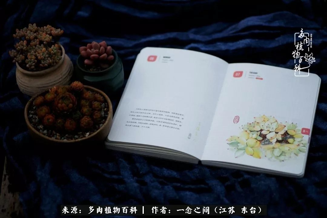 对多肉植物的爱心寄语,赏兰花感言