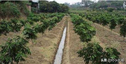 黄皮什么人不适合吃,黄皮的生长条件