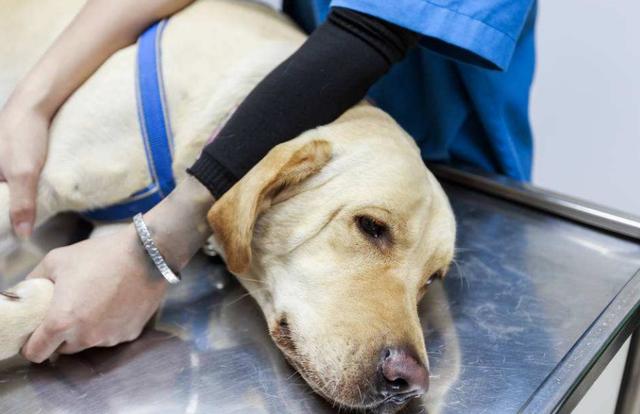 拉布拉多吃什么会有生命危险,拉布拉多禁止吃什么水果