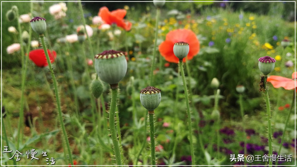我可以抱抱你吗怎么说,我可以抱你吗的视频