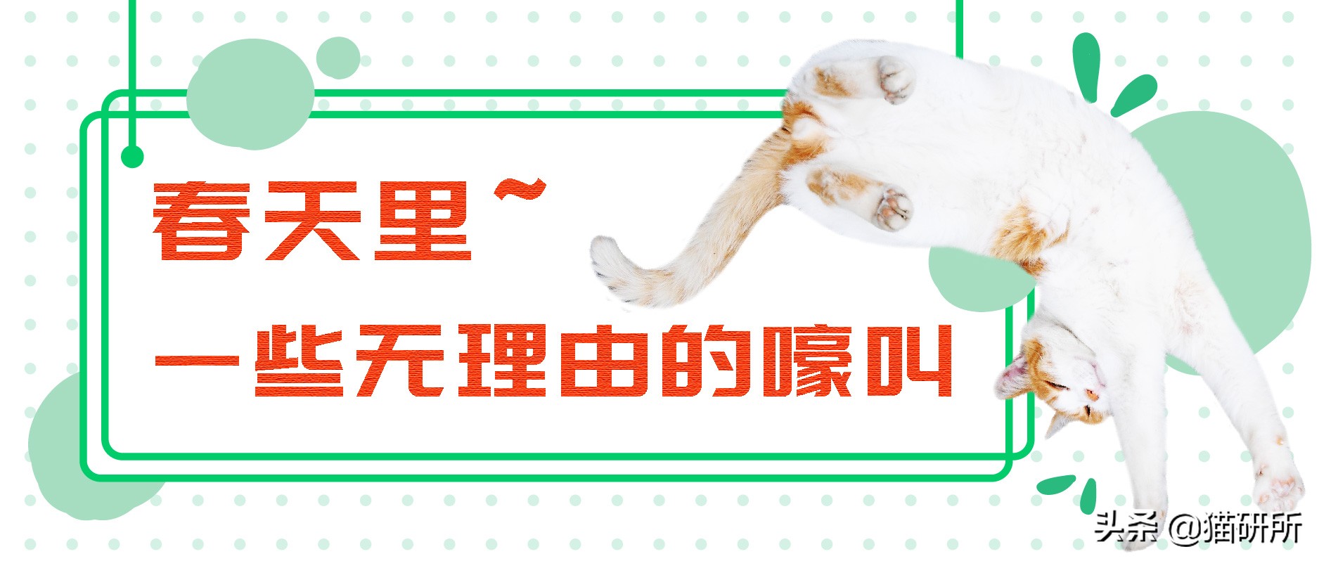 为什么猫咪半夜嚎叫,猫咪半夜嚎叫是什么原因