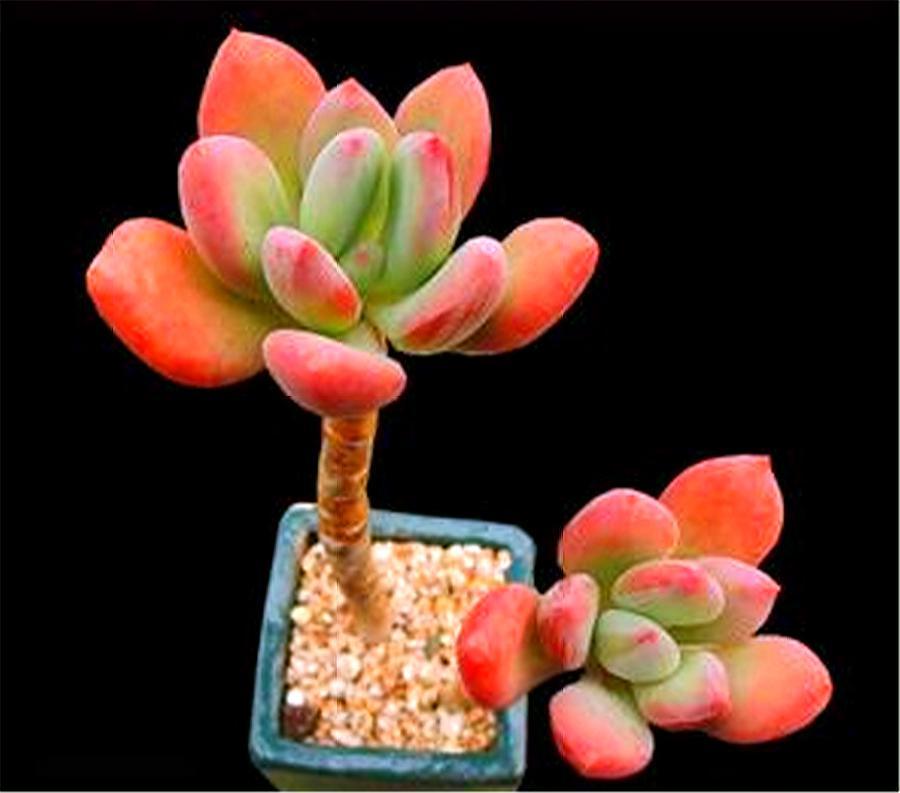 多肉四大美人图片,多肉四大美人长什么样子