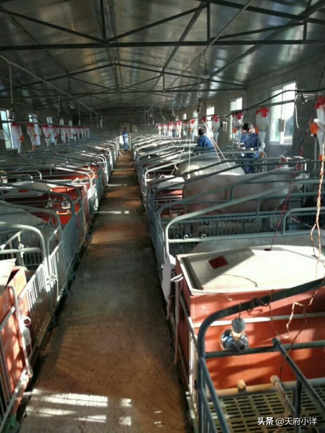 小猪阉割正确的方法你知道吗