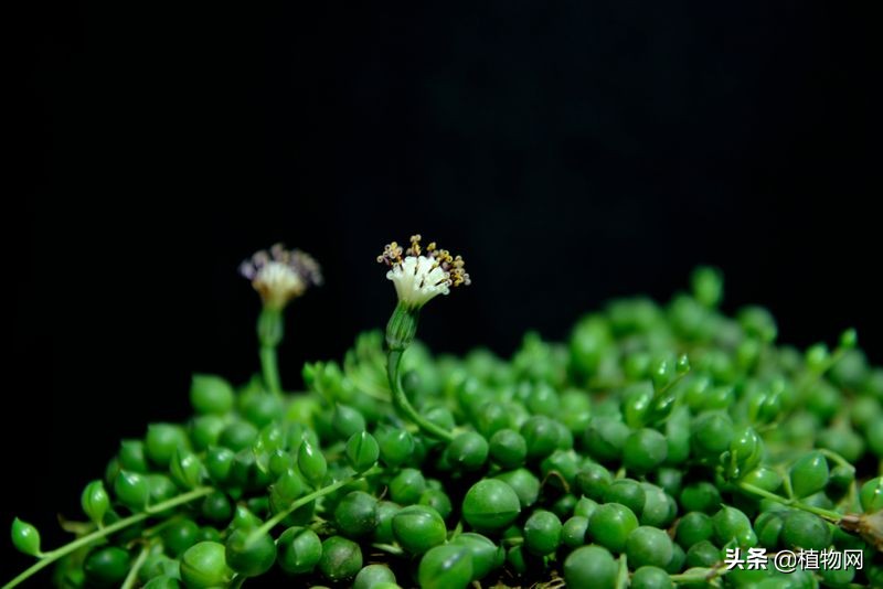 不想盘的手串怎么处理,不想罗汉松开花有什么办法