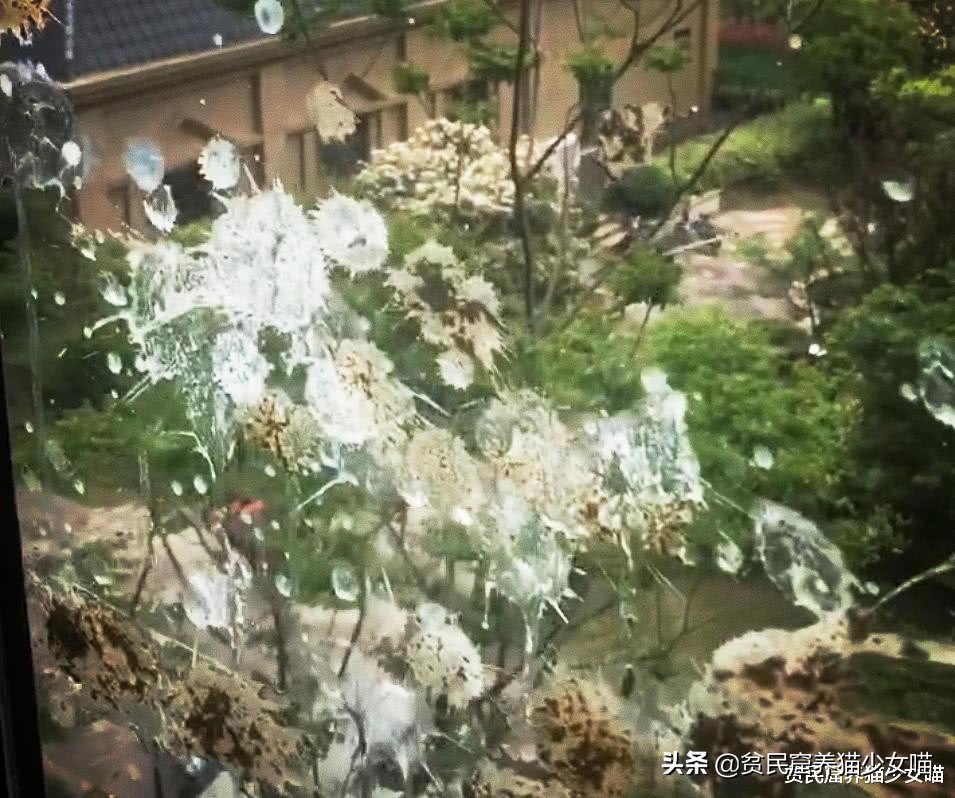 鸟的报复,鸟的报复心有多强