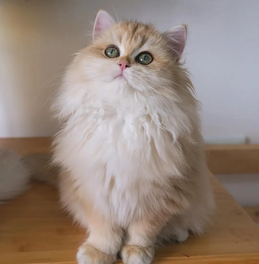 猫咪总是拉屎在地上怎么办,猫咪总是在一个地方乱拉屎怎么办