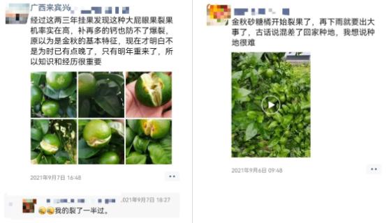 裂果最新管理方法,防裂果最简单的方法