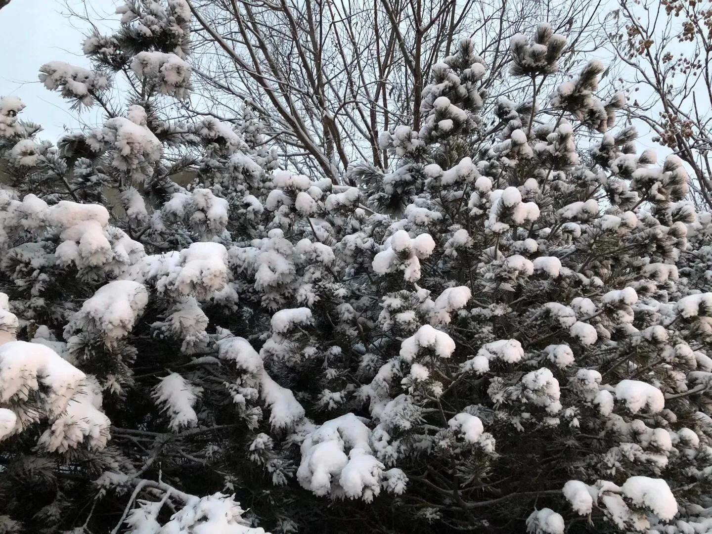 济南的初雪来了,对济南初雪的感受