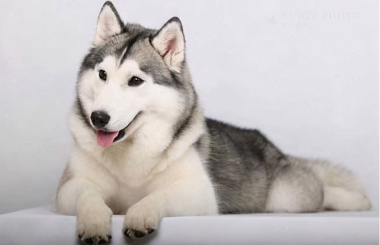 狗狗肾衰不爱喝水,狗狗总是不爱干净