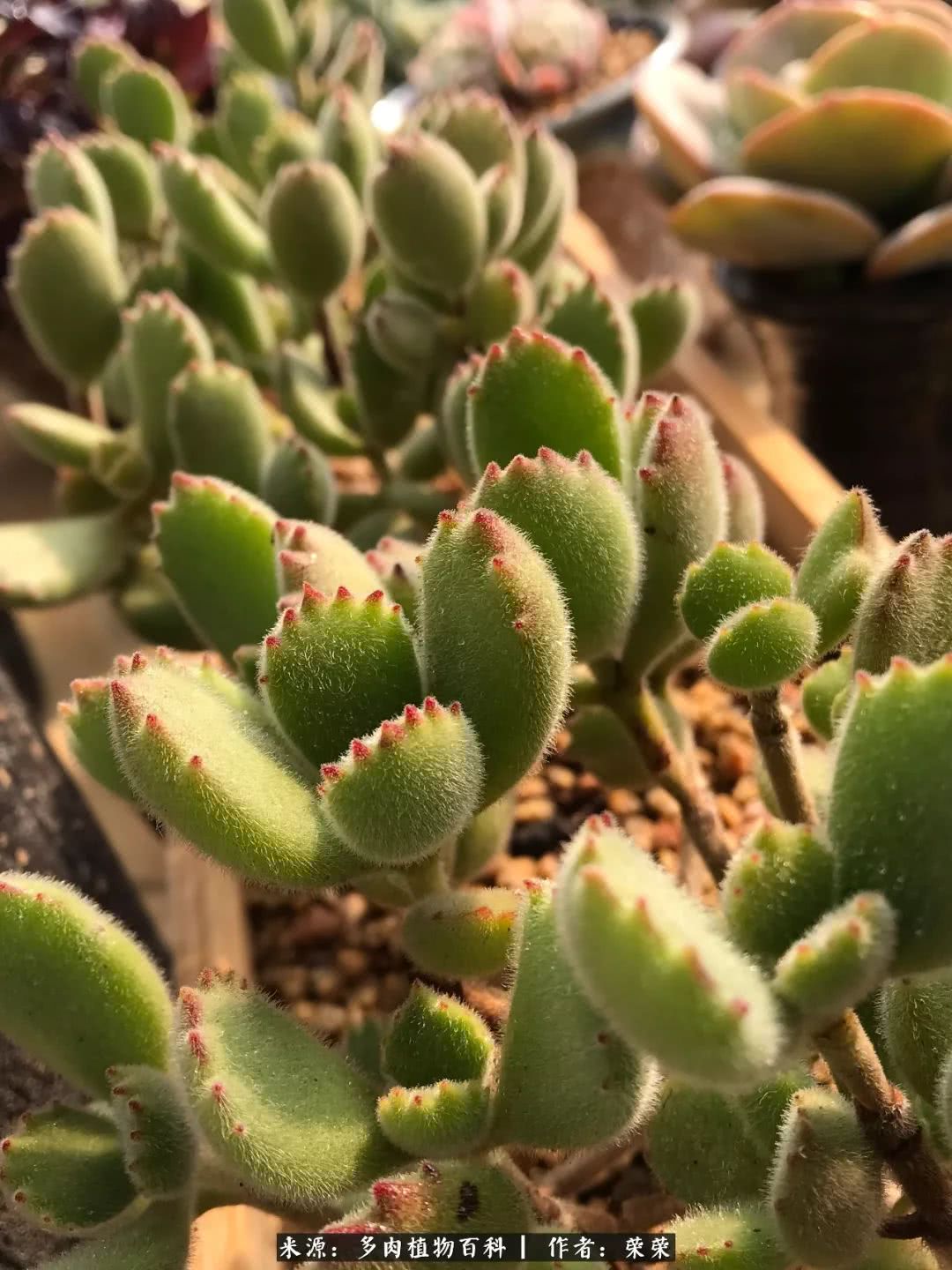 我在包邮区养肉，附多肉越冬度夏养护建议！