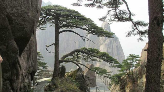 大雪压顶岁寒三友,大雪压青松青松不低头
