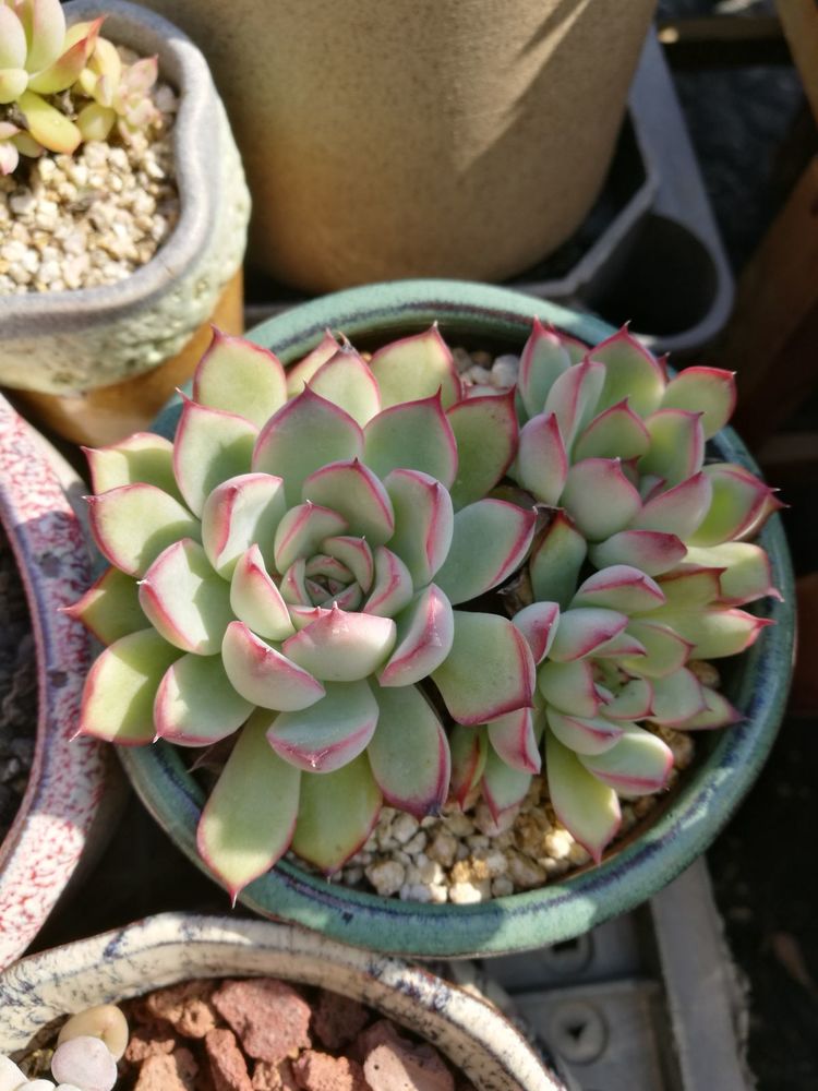 误打误撞的多肉情缘,带我走进多肉小世界!