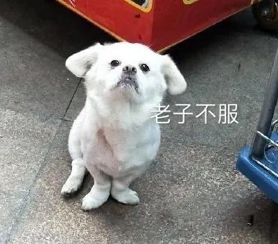 沙雕表情包动态,沙雕表情包熊猫头素材