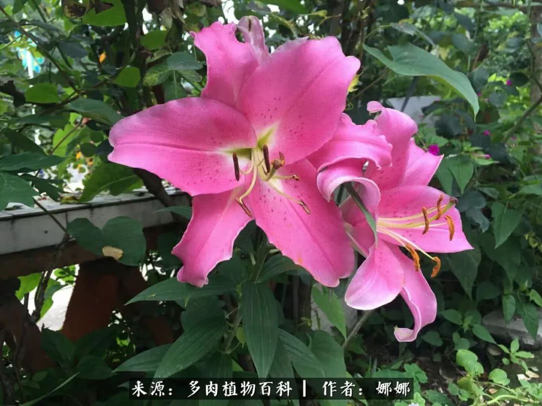 篱笆花开情常在，守你一生不变！