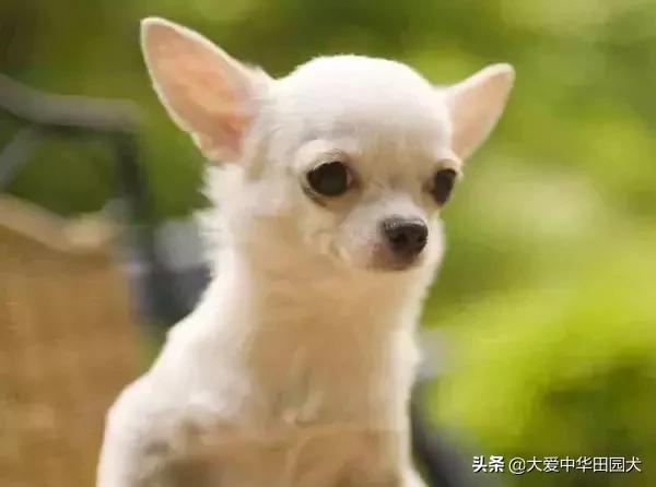 哪种狗既能看家护院又不乱咬人,什么狗不挑食会守家对主人忠诚