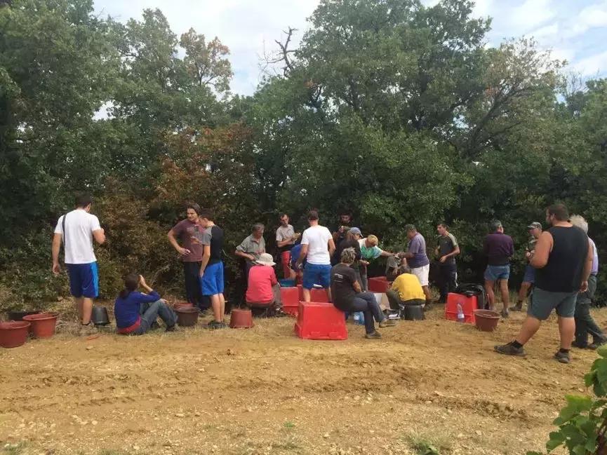 法国葡萄园干活,在法国上班