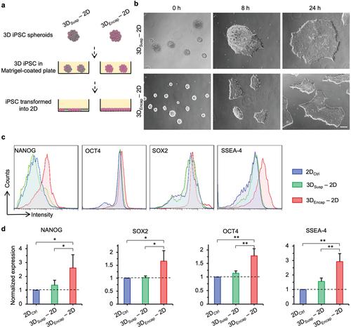 《Small》马里兰大学何晓明：透明质酸的核壳水凝胶