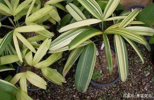 室内适合养的棕竹品种,观叶植物棕竹养殖方法