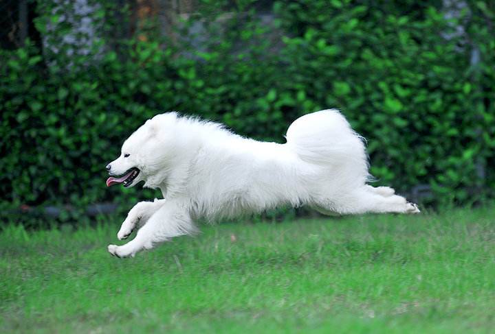 养萨摩耶的注意事项,养萨摩耶需要注意哪些事项