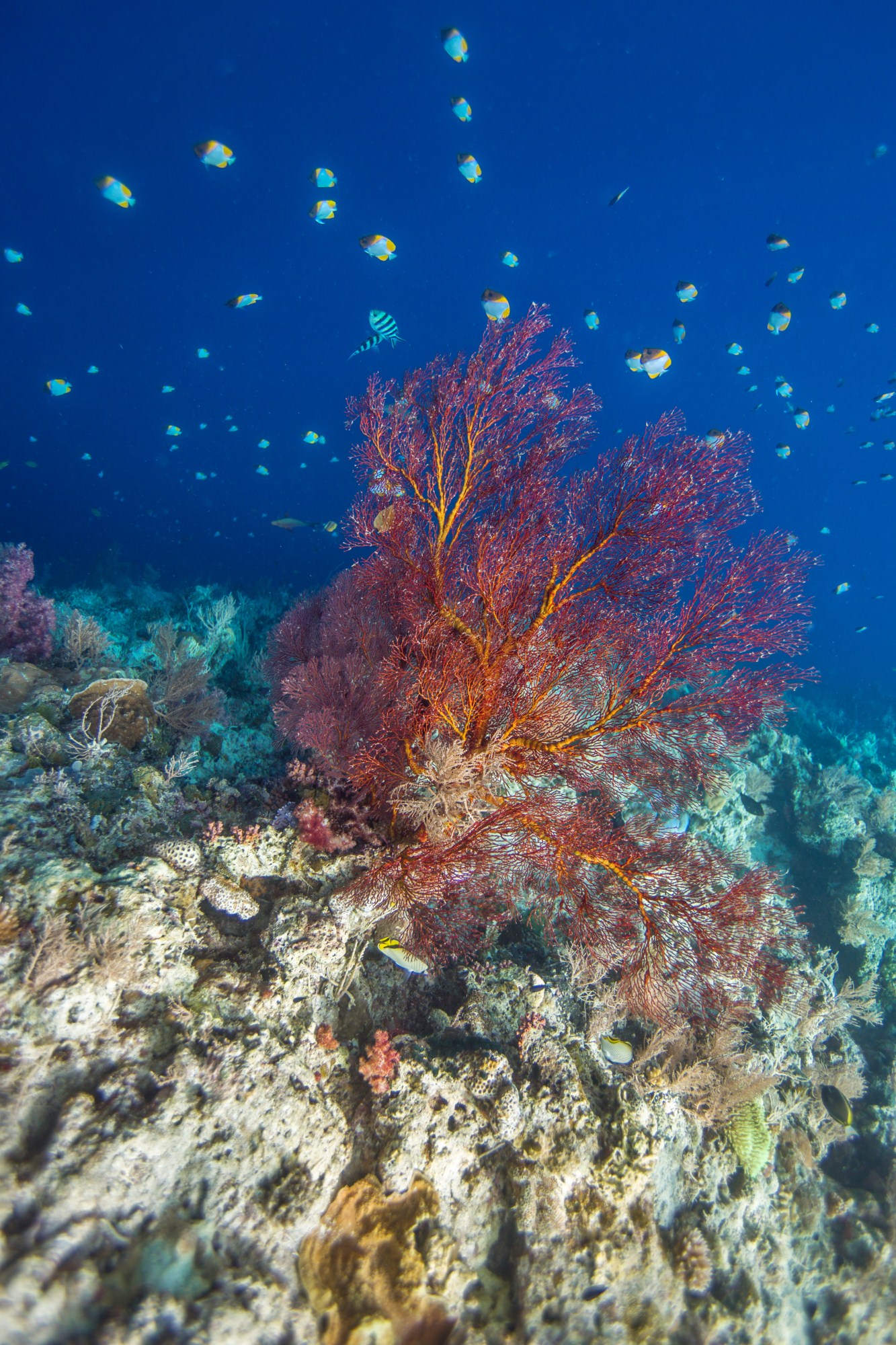 一定是特别的缘分——帕劳，再遇见「周若雪Patty」·上