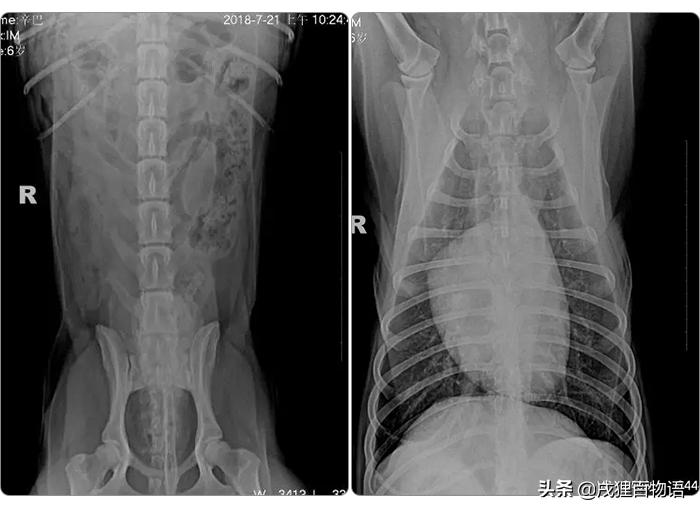狗狗突然开始乱尿乱拉怎么纠正,狗狗最近突然乱尿