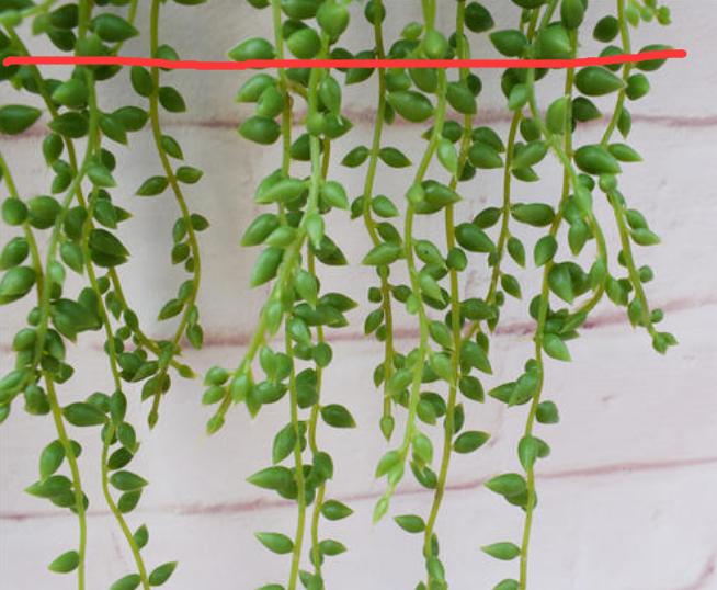 佛珠吊兰藤蔓的养殖方法,多肉吊兰佛珠养殖方法