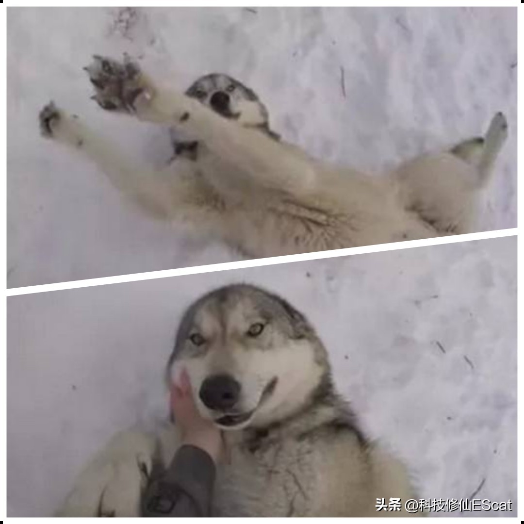 俄罗斯猎杀巨型鳄鱼,俄罗斯的动物有尊严吗